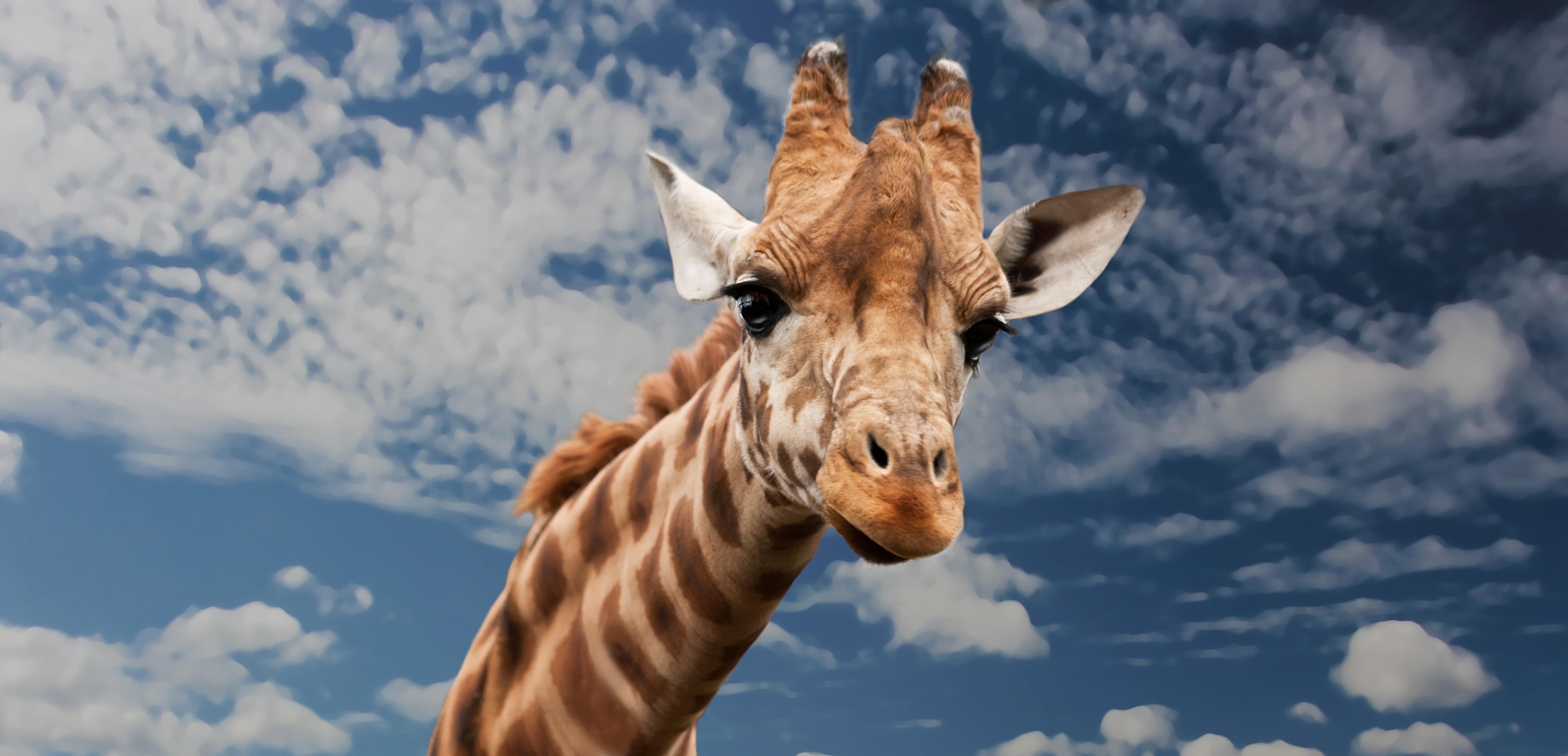 wildlife giraffe free stock photo by pexels